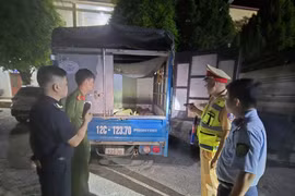 Cao Bằng phát hiện 4 xe tải vận chuyển 35 con lợn không rõ nguồn gốc