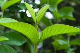 Lá ổi chữa bệnh gì?