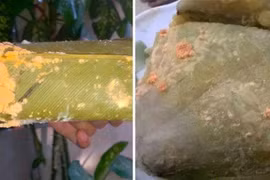 Nguy hiểm từ nấm mốc bánh chưng ngày Tết