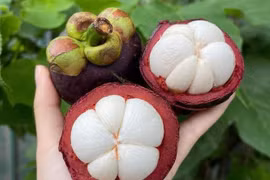 Vì sao măng cụt được ví von 'nữ hoàng trái cây'?