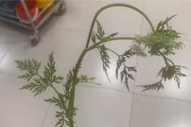 Cẩn trọng với cây cần dại gây ngộ độc cấp tính, nguy cơ tử vong