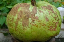 Lợi ích của quả sông chua