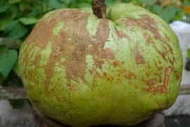 Lợi ích của quả sông chua