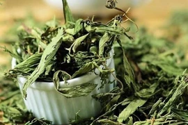 8 tác dụng của cỏ ngọt sấy khô không phải ai cũng biết