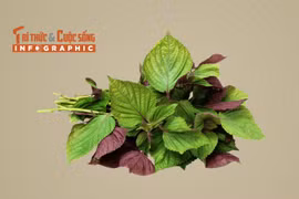 [INFOGRAPHIC] 6 tác dụng của lá tía tô