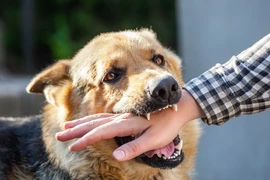 Bé trai 13 tuổi ở Đắk Lắk tử vong nghi do bệnh dại