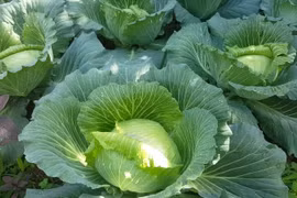 Tại sao nên thêm cải bắp vào chế độ ăn hàng ngày?