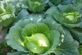 Tại sao nên thêm cải bắp vào chế độ ăn hàng ngày?