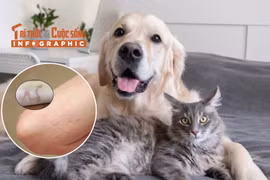 [INFOGRAPHIC] Triệu chứng bệnh sán chó mèo ở người