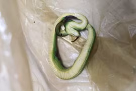 Bé trai bị rắn lục đuôi đỏ cắn nguy kịch 