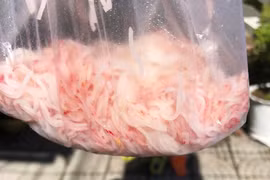 Vụ bún đổi màu đỏ ở Đà Nẵng do bảo quản không đảm bảo