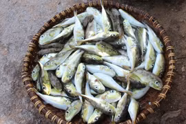 Ăn lẩu cá nóc, một người tử vong, hai người nhập viện