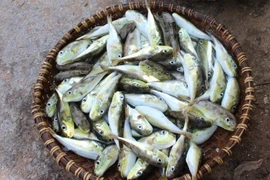 Ăn lẩu cá nóc, một người tử vong, hai người nhập viện