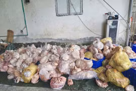 Hà Giang phát hiện trên 3,9 tấn thực phẩm đông lạnh bốc mùi 