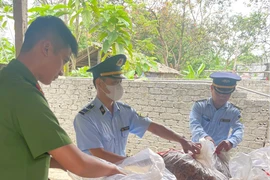 Nghệ An tiêu hủy 150 kg măng khô không rõ nguồn gốc