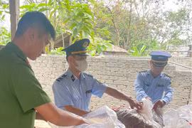 Nghệ An tiêu hủy 150 kg măng khô không rõ nguồn gốc