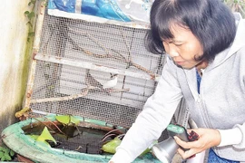 Tuần qua, Hà Nội ghi nhận 72 ca mắc sốt xuất huyết