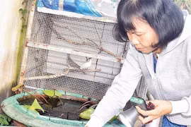 Tuần qua, Hà Nội ghi nhận 72 ca mắc sốt xuất huyết