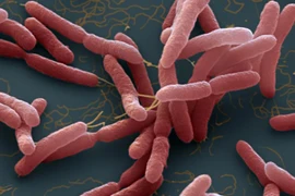 Người đàn ông 60 tuổi ở Đắk Lắk tử vong do vi khuẩn Whitmore