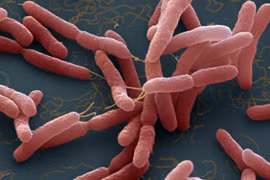 Người đàn ông 60 tuổi ở Đắk Lắk tử vong do vi khuẩn Whitmore