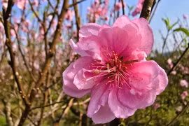 Hoa đào nở rộ, người trồng đào ở Thanh Hóa lo mất Tết