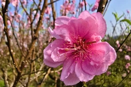 Hoa đào nở rộ, người trồng đào ở Thanh Hóa lo mất Tết