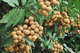 Lợi ích của quả nhãn