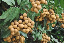 Lợi ích của quả nhãn