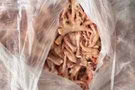 Thu giữ hơn 1,5 tấn chân gà đông lạnh tại một kho ở Lào Cai