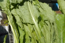 Lợi ích bất ngờ của cải bẹ xanh cho sức khỏe, phòng ngừa gout