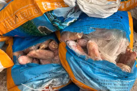 Quảng Ninh tiêu hủy 300 kg chân lợn đông lạnh bốc mùi