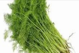 Loại rau gia vị là thuốc quý, tốt cho sức khỏe