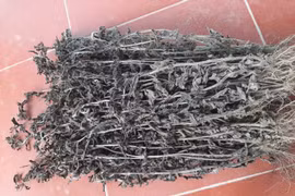 Có nên uống nhân trần thay thế nước lọc hằng ngày?