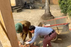 Hà Nội tăng cường giám sát bệnh dại sau ổ dịch mới trên chó