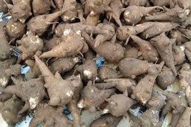 Người phụ nữ ở Phú Thọ ngộ độc vì ăn cháo củ ấu tẩu