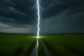Một người ở Phú Thọ bị sét đánh tử vong khi đang làm ruộng