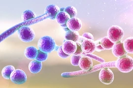 Dấu hiệu cảnh báo nhiễm nấm âm đạo