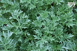 Bài thuốc từ ngải cứu giúp lưu thông máu não