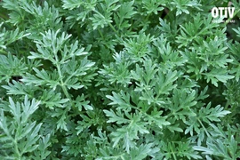 Bài thuốc từ ngải cứu giúp lưu thông máu não