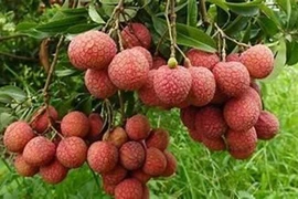 4 lợi ích của quả vải 