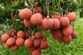 4 lợi ích của quả vải 