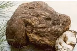 Yêu cầu thu hồi dược liệu Bạch Linh do vi phạm chất lượng mức độ 3