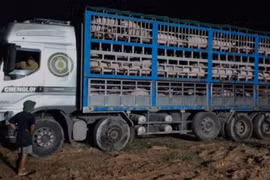 Phú Thọ tiêu hủy gần 200 con lợn bị bệnh