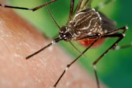 TP HCM ghi nhận 2.141 ca mắc sốt xuất huyết trong tuần qua