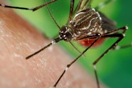 TP HCM ghi nhận 2.141 ca mắc sốt xuất huyết trong tuần qua