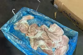 Phát hiện gần 70 tấn nội tạng, thịt không xuất xứ tại TP HCM