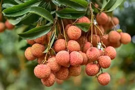 Vải vào mùa tuyệt ngon nhưng nhóm người này hạn chế ăn