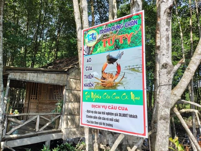 Du khách săn cua Cà Mau bằng chiếc cần câu độc nhất vô nhị