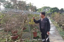Nông dân điều khiển vườn mai Yên Tử ra hoa dịp Tết thu tỷ đồng