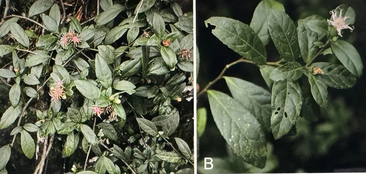 Tận mục loài hoa hiếm mới phát hiện ở VQG Phong Nha - Kẻ Bàng